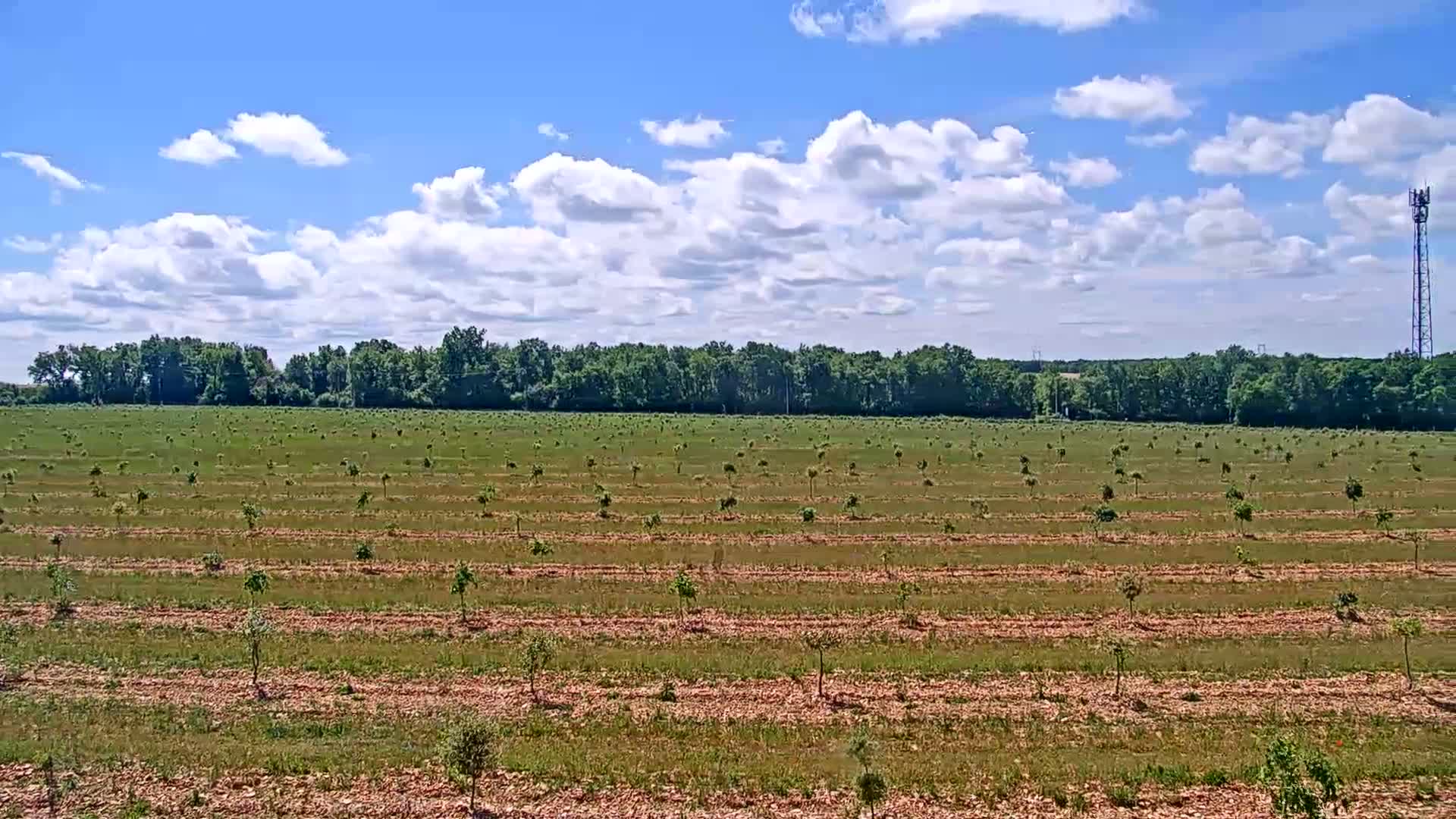 A young orchard with rows of small trees stretches across a field under a partly cloudy blue sky.