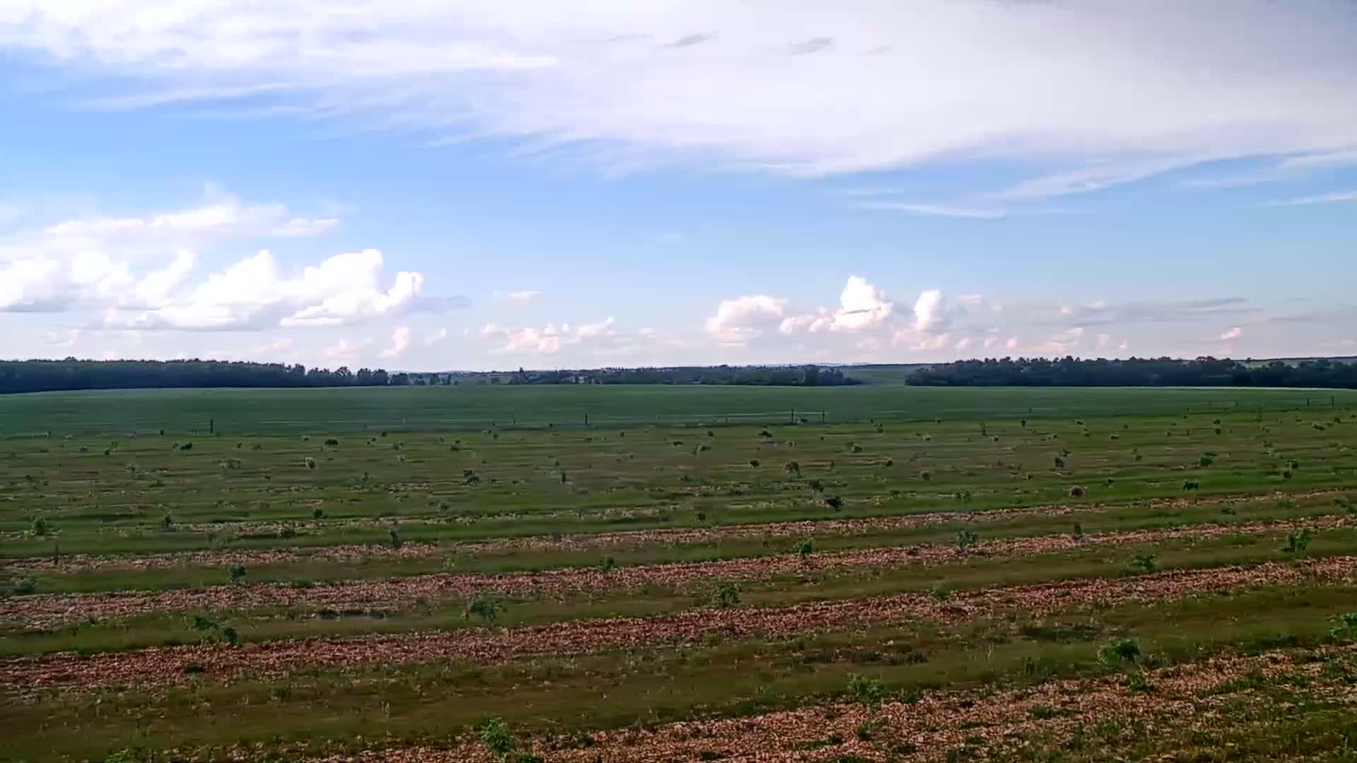 A vast, flat field with young trees sparsely planted in rows stretches to a tree line under a partly cloudy sky.