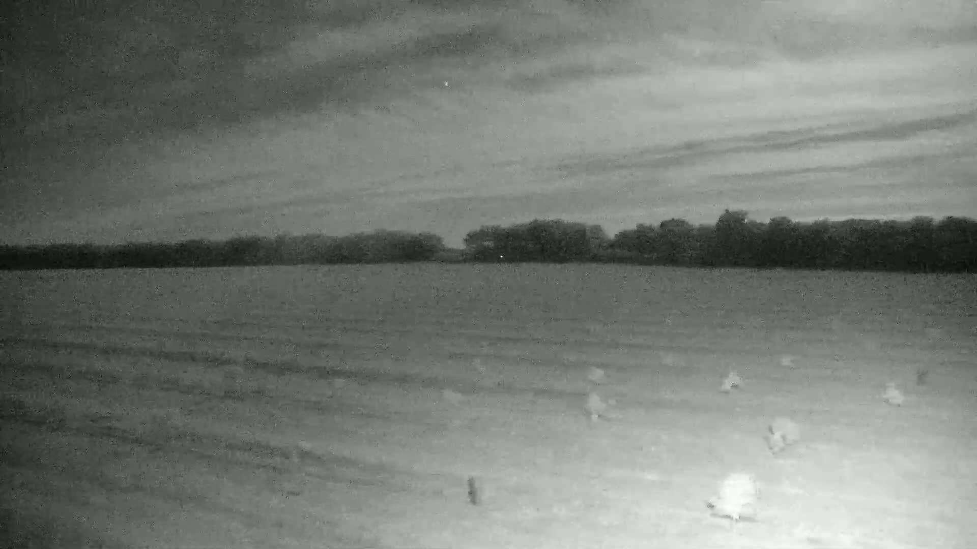Under a cloudy night sky, a flock of birds moves across a flat field bordered by trees in the distance.
