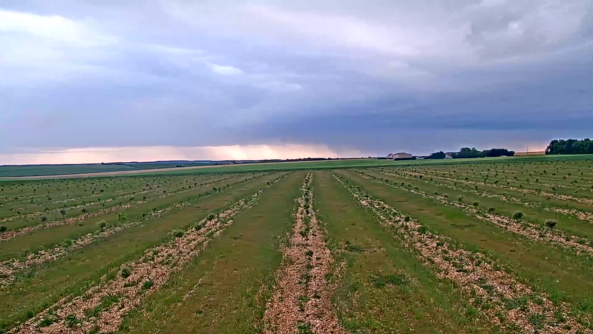 Rows of young trees are planted in a field under a partly cloudy sky, with a hint of rain in the distance.
