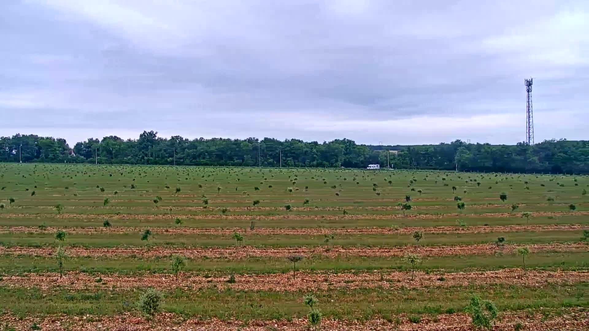 A large field of young trees stretches across the foreground under a cloudy sky, with a line of trees and a tall communication tower in the distance.