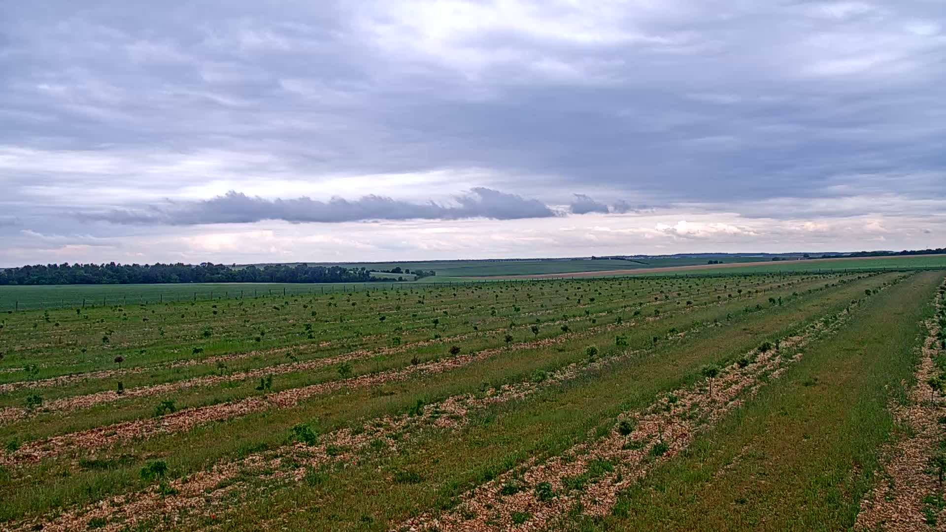 Rows of young trees are planted in a field under a mostly cloudy sky.