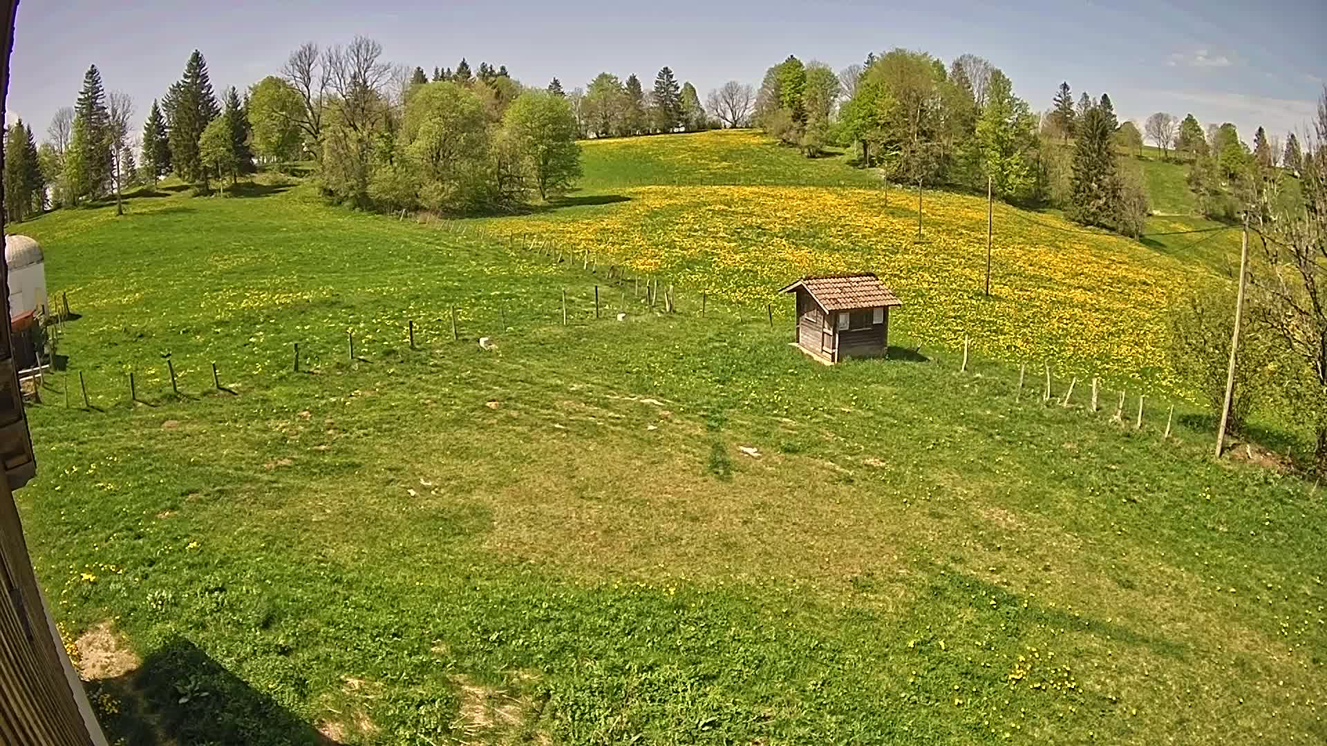 A small wooden shed sits in a grassy field dotted with yellow wildflowers, under a clear blue sky.