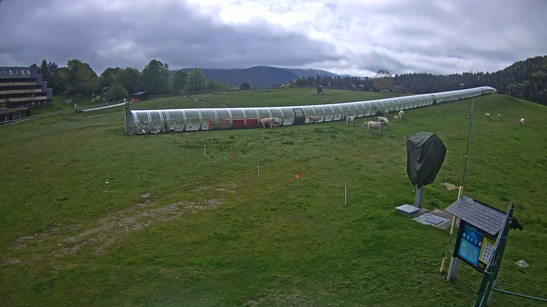 A long, transparent structure sits in a grassy field under a cloudy sky, with several light-colored cows grazing nearby and a building visible in the distance.