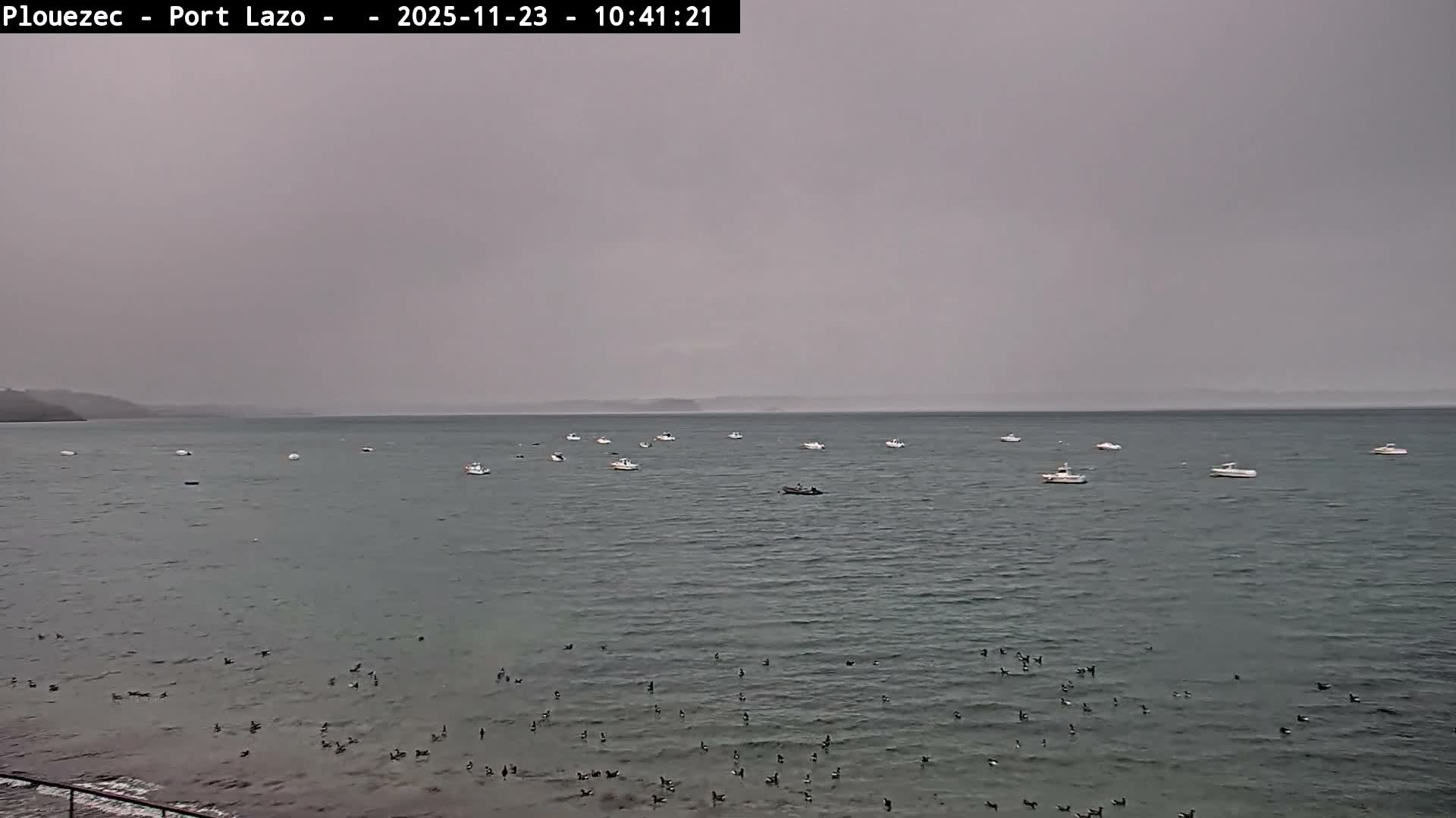 The image shows an overcast and gray day over a body of water with numerous small boats scattered across its surface and many birds swimming near the shore, with hazy landforms visible in the distance.