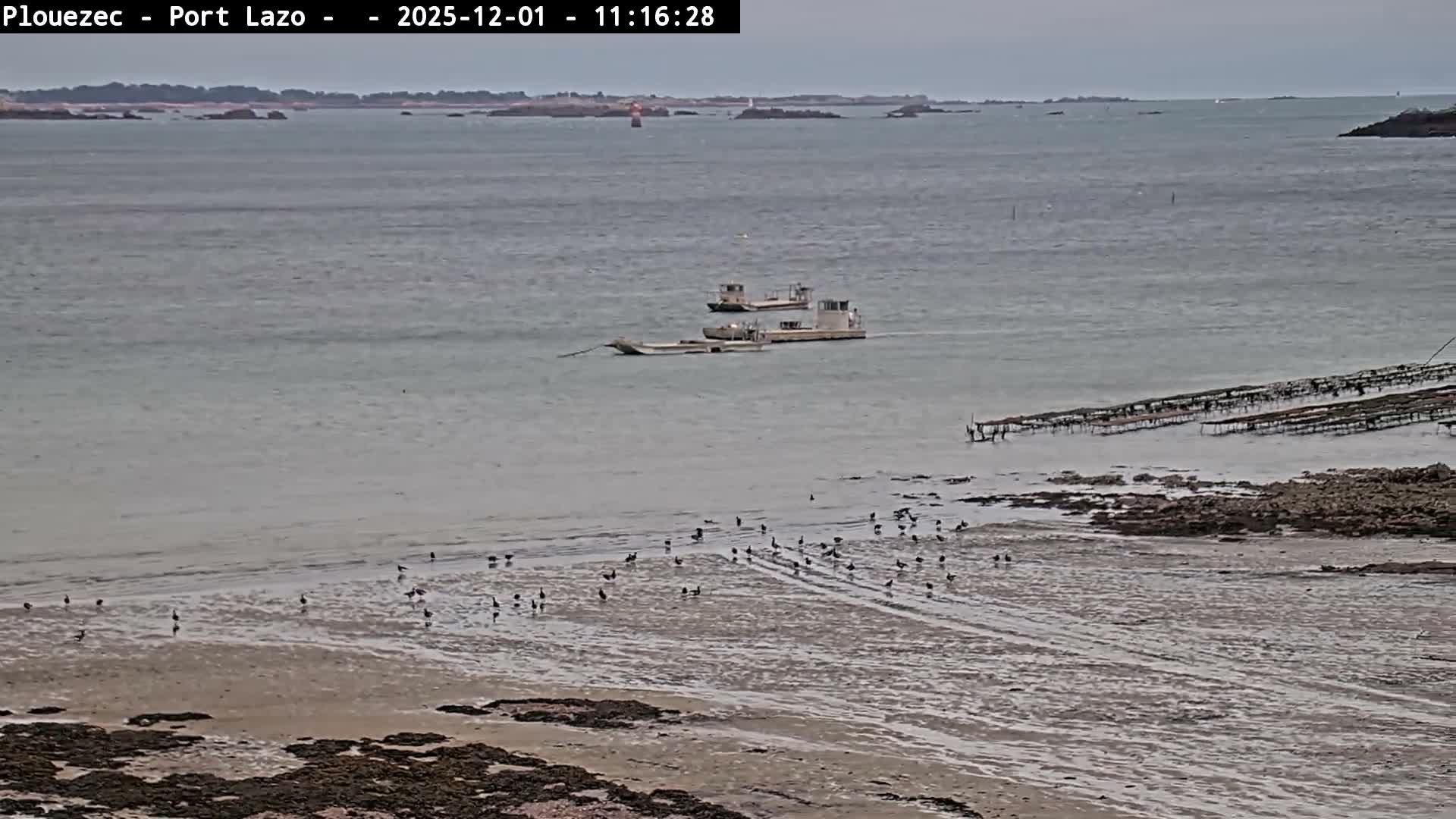 On an overcast day, a coastal scene reveals two boats on calm grey water, numerous birds foraging on exposed tidal flats, and oyster racks extending into the water near a rocky shoreline.
