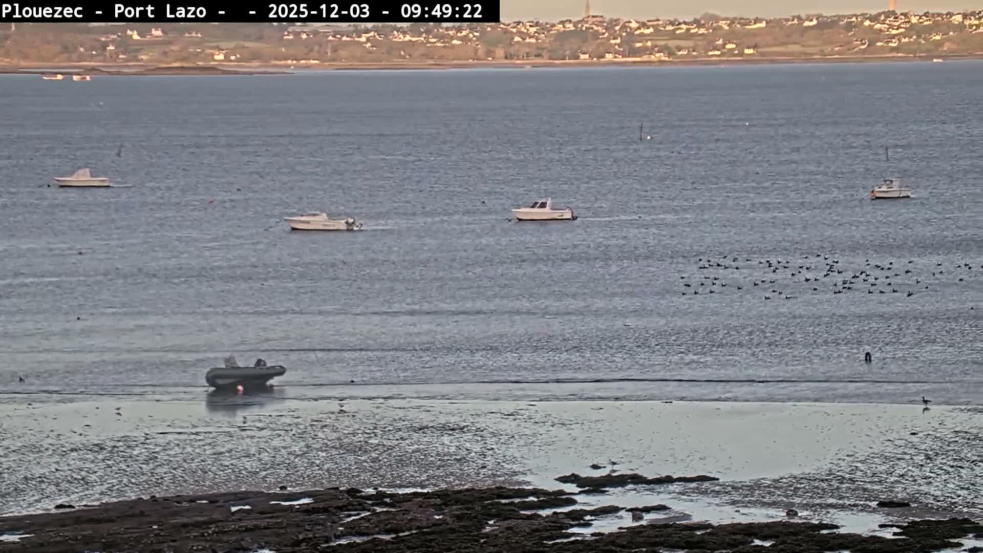 A wide outdoor shot displays a calm bay under overcast conditions, featuring three small boats afloat, a large flock of birds on the water, one boat grounded on the exposed tidal flats in the foreground, and a distant coastal town with buildings along the horizon.