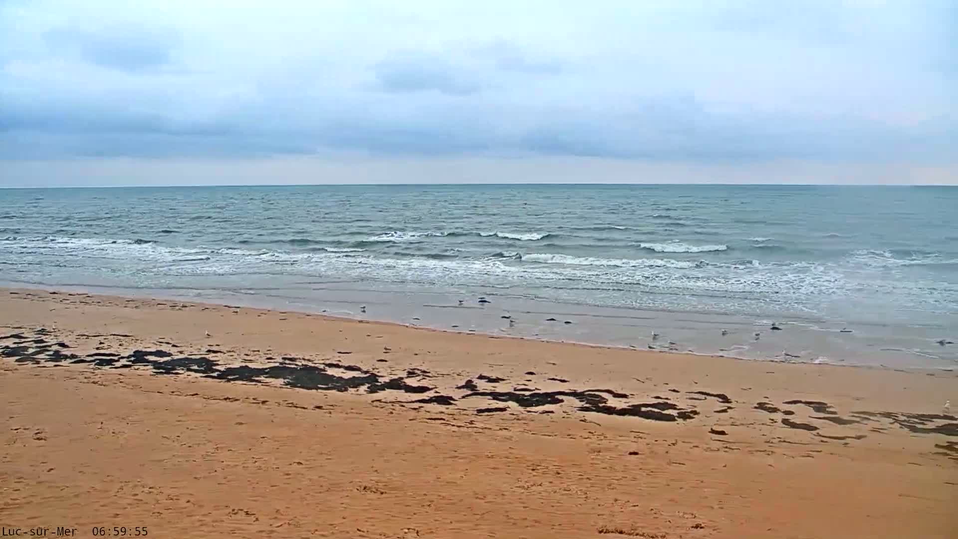 A sandy beach with several birds near the water's edge, under a cloudy sky and moderately wavy ocean.