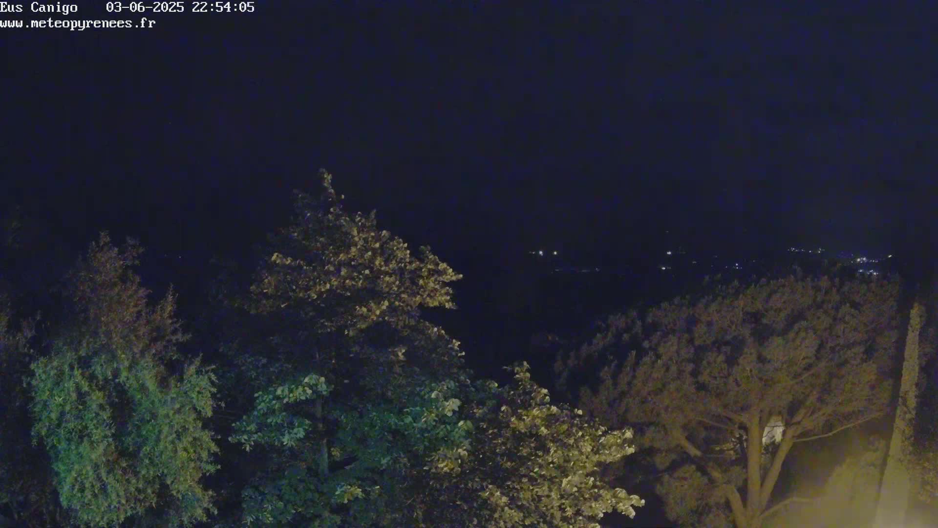 A nighttime view of several trees silhouetted against a dark sky with distant lights visible in the background.