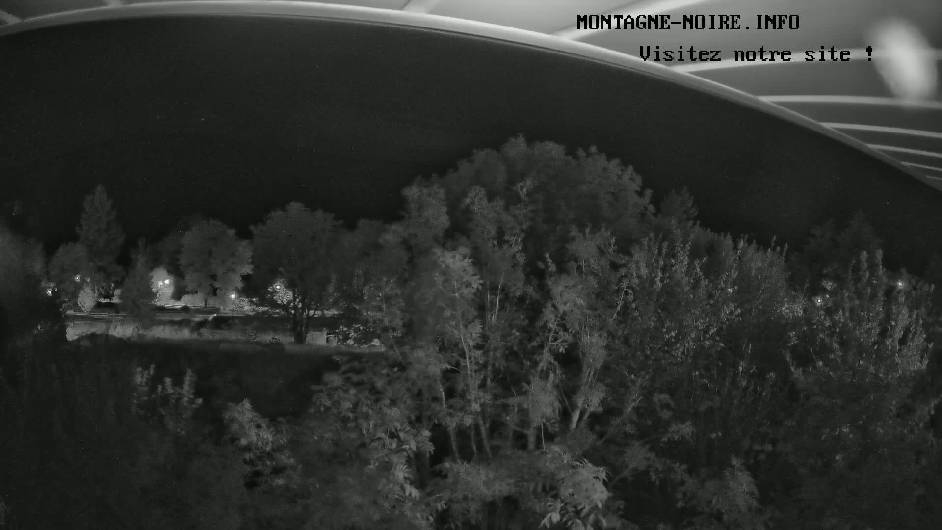 A nighttime view of trees and shrubs under a dark sky, with faintly visible lights in the distance.