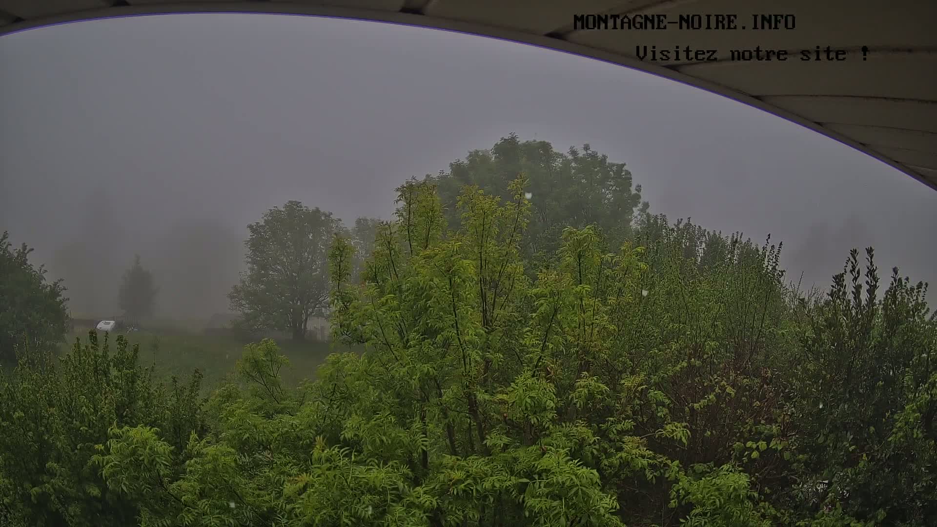 A foggy view of lush green trees and shrubs is seen from under an overhang.