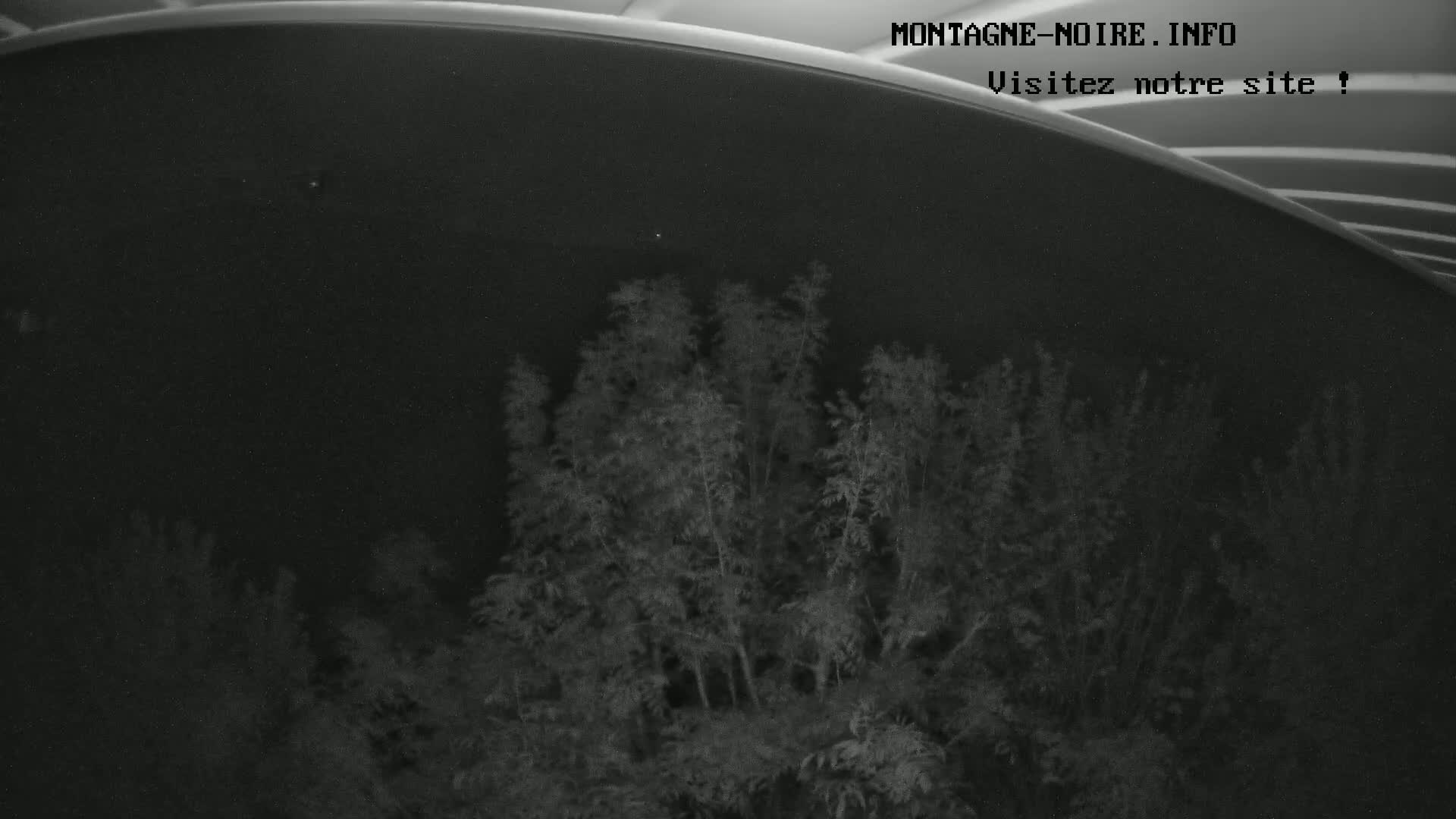 A low-light nighttime image shows a cluster of trees or shrubs viewed from below, under a dark, curved structure.