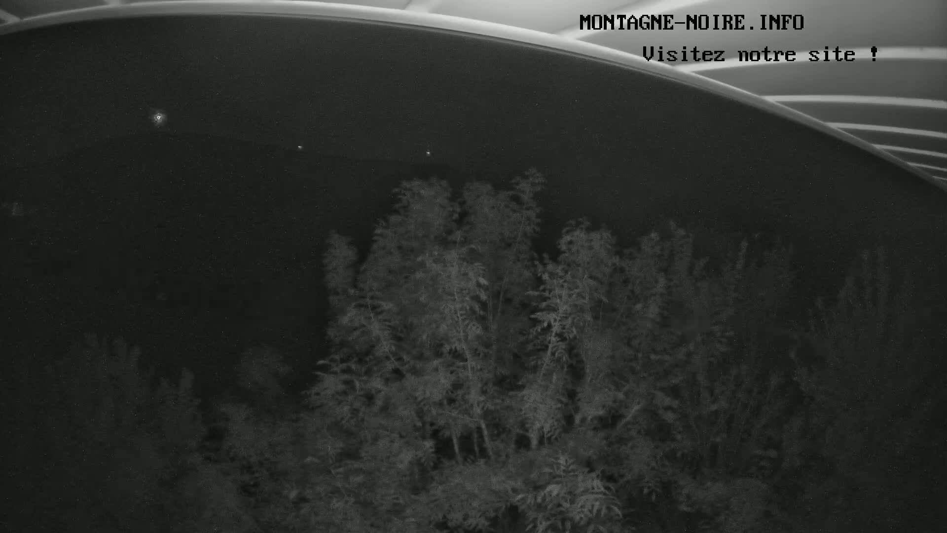 A nighttime, low-light image shows a cluster of shrubs and small trees viewed from beneath a curved structure.
