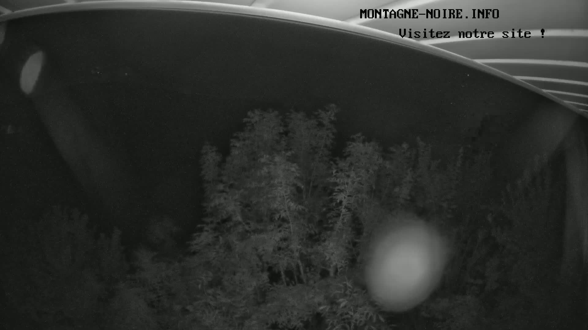 A low-light nighttime image shows a cluster of dark, shrub-like plants viewed from under a dark, curved surface.
