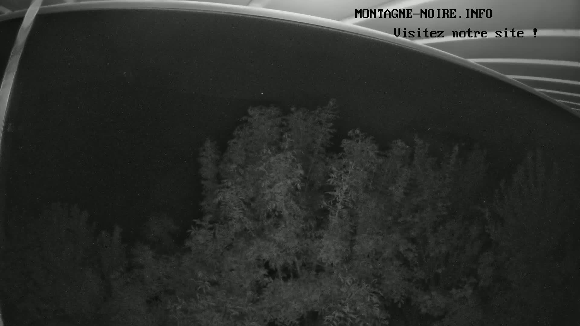 A nighttime, low-light image shows a cluster of dark, leafy trees.