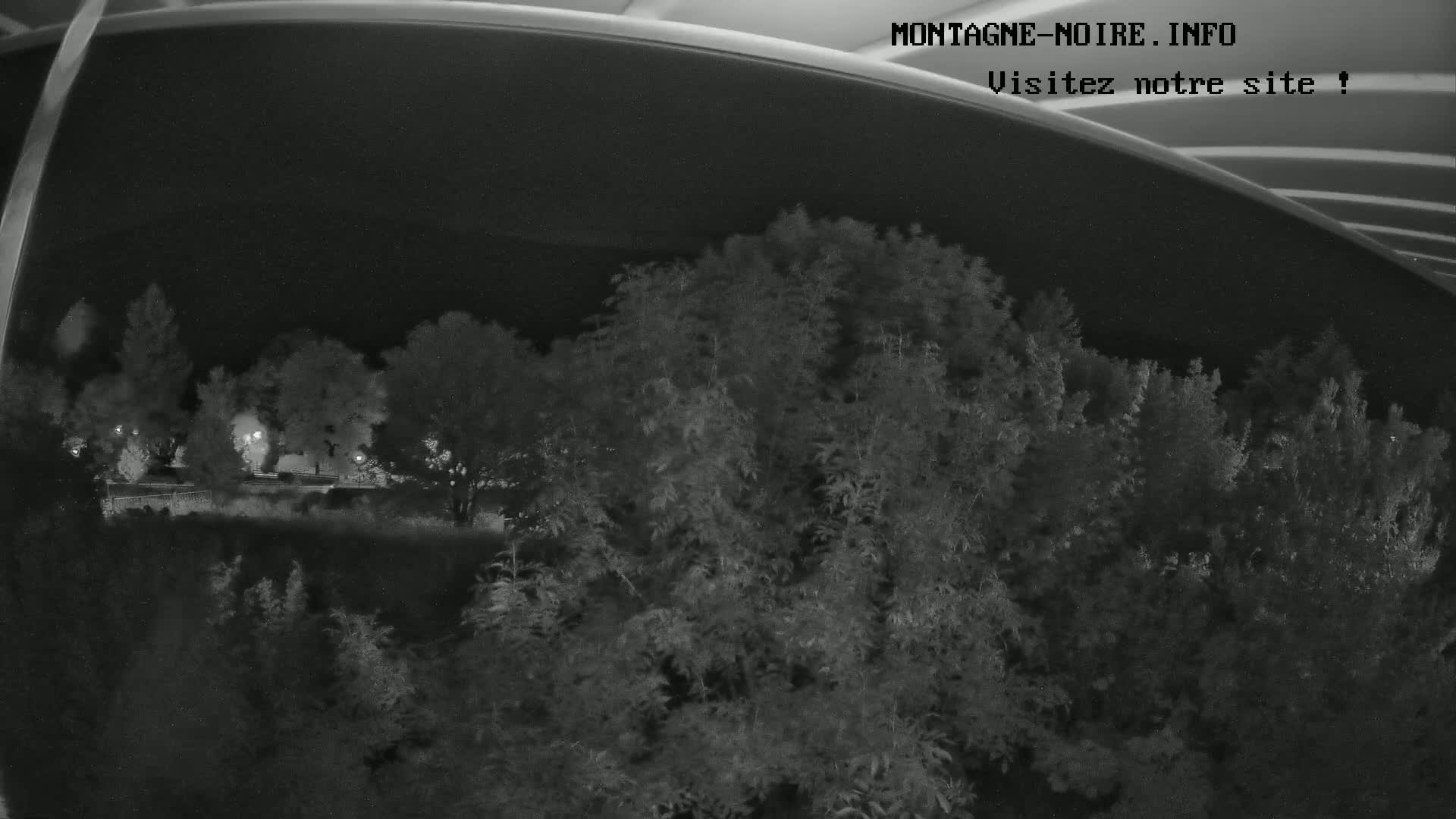 A nighttime view from under a bridge shows dark leafy trees and bushes.