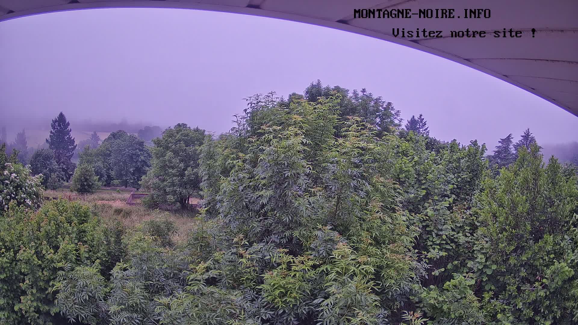 A misty, purplish-hued landscape of lush green trees and foliage, viewed from under a curved structure.