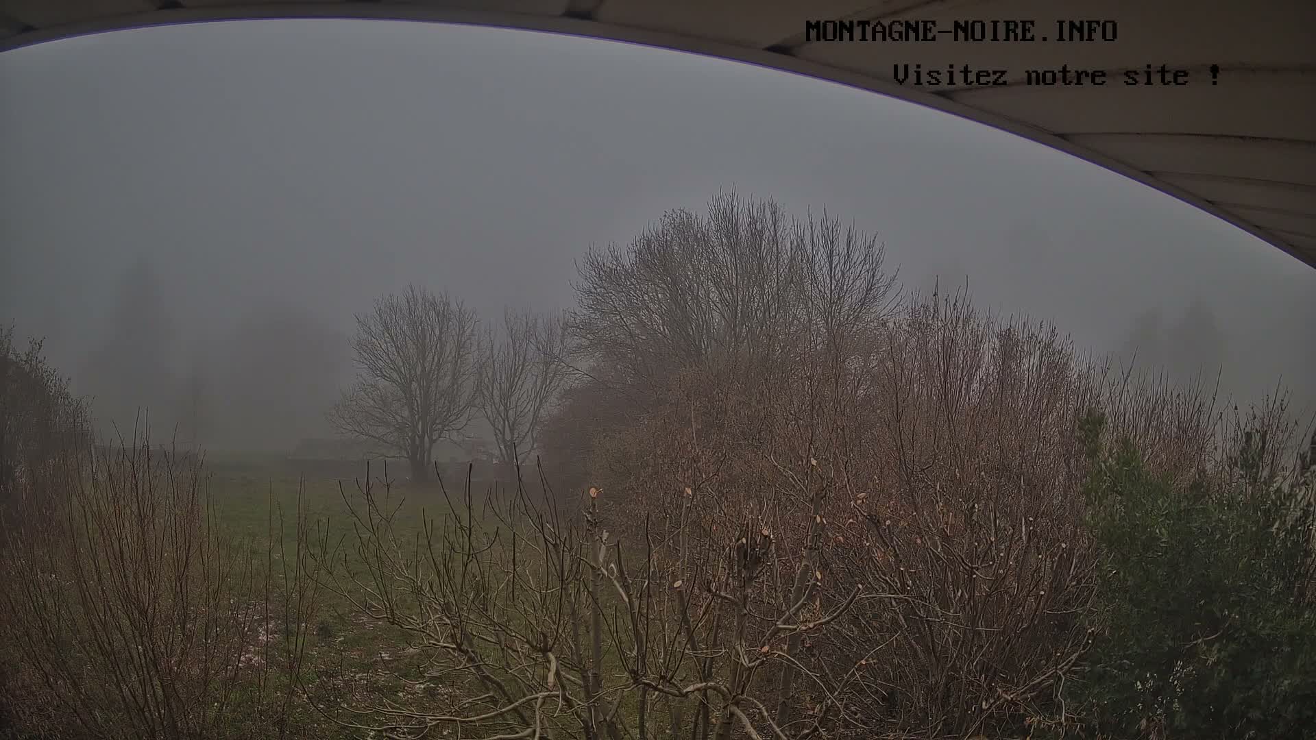 A dense fog envelops a winter landscape, revealing bare trees and pruned shrubs in the foreground, with a muted green field lightly dusted with frost or snow under a grey, overcast sky.