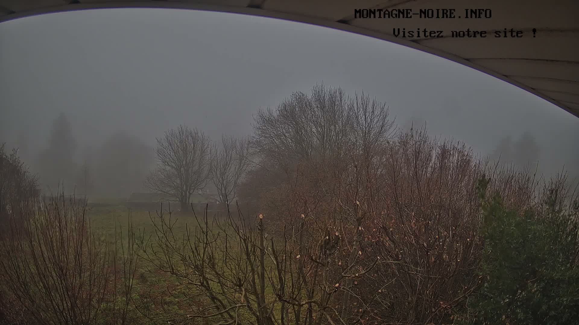 On a foggy, overcast day, a view from under an overhang reveals a landscape dominated by numerous bare-branched trees and shrubs, some recently pruned, and a grassy field receding into the dense mist.