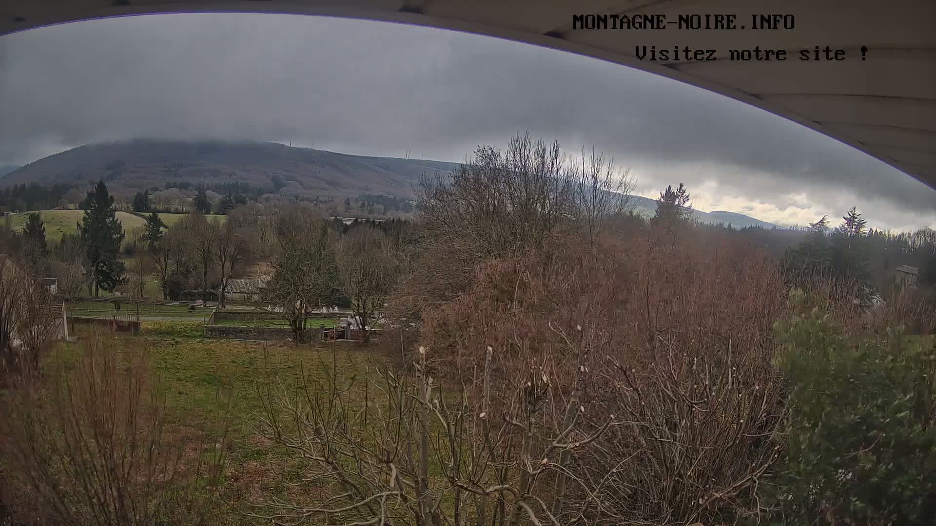 On a foggy, overcast day, a view from under an overhang reveals a landscape dominated by numerous bare-branched trees and shrubs, some recently pruned, and a grassy field receding into the dense mist.