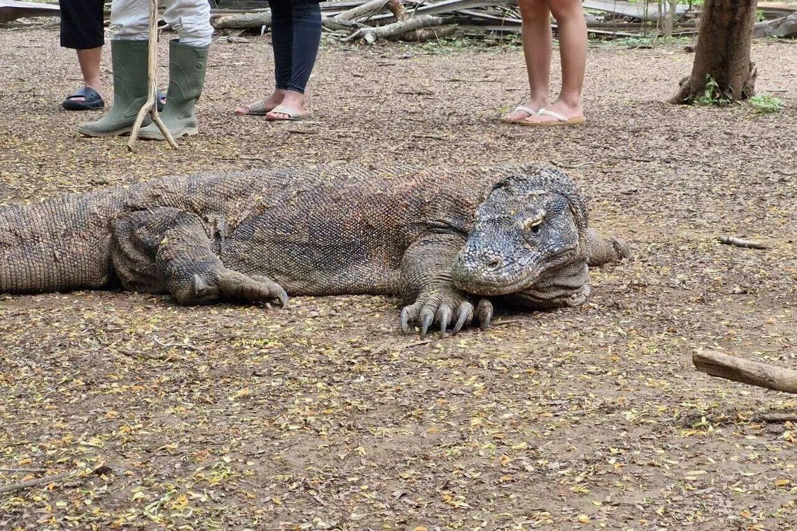Indonesia Investigates Illegal Gold Mining Near Komodo Island Amid Environmental & Komodo Dragon Threat