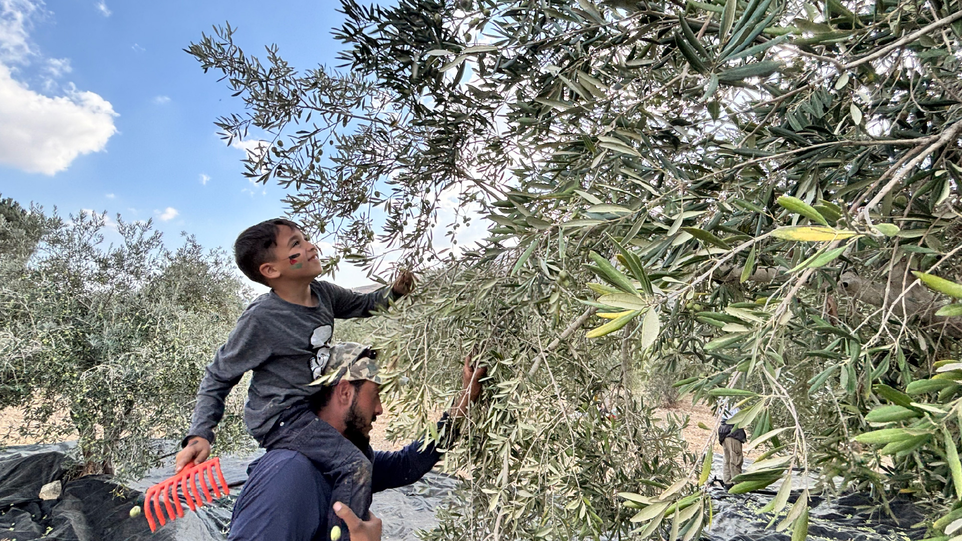 West Bank Olive Harvest Crisis: Silent Oil Presses Signal Worst Year in History for Palestinian Farmers