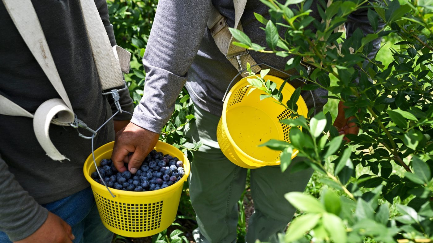 FDA Issues Highest Risk Recall for Blueberries