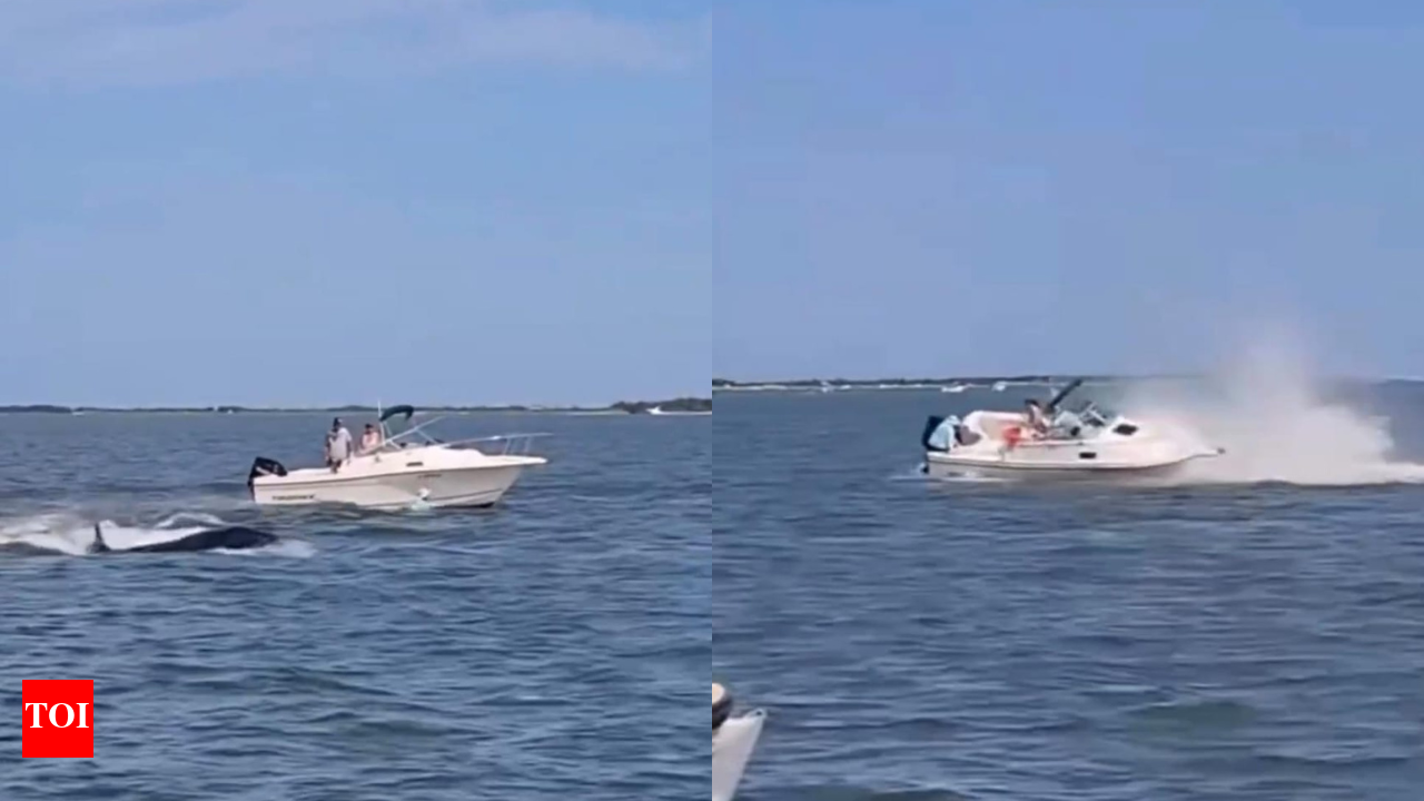 Whale Dies After Boat Collision in New Jersey; Passenger Injured