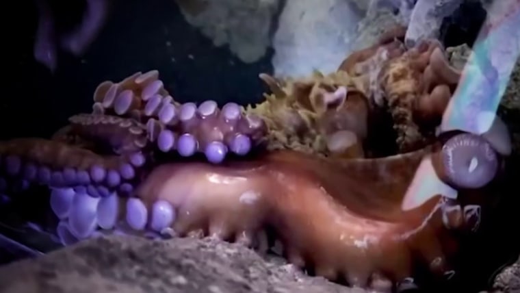 Octopus Grabs Boy: Mom's Shocking Aquarium Encounter