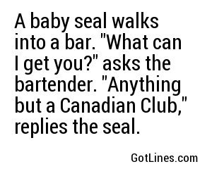 Seal Enters Bar: Unbelievable Wildlife Encounter Captured on Camera, Stuns Patrons