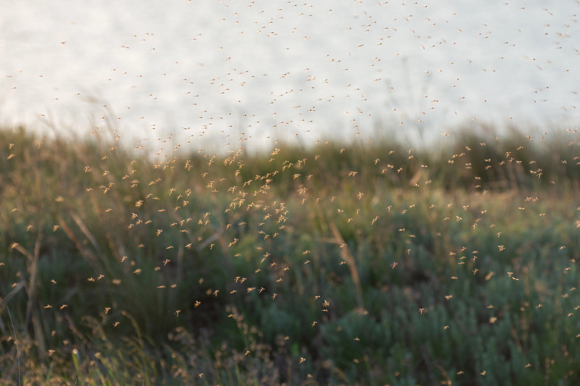 Mosquito Spread: Health Officials Warn of Rising Threat in Southern US