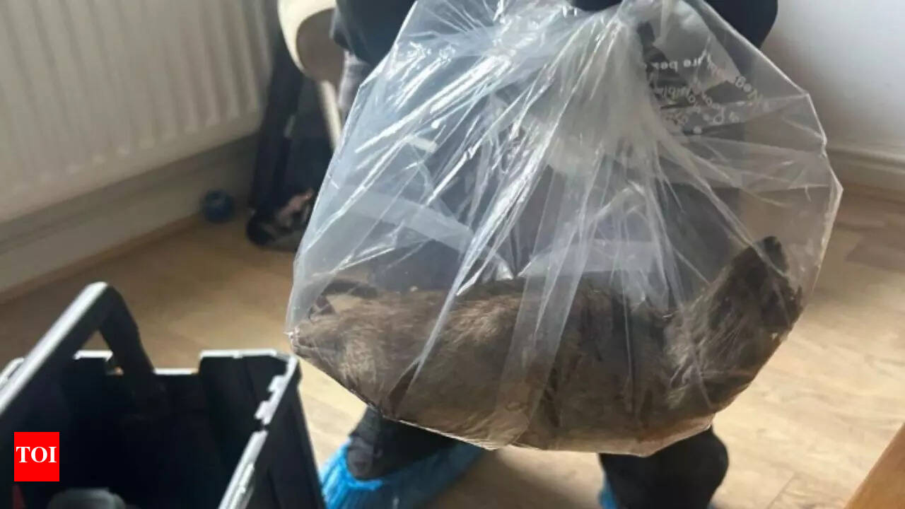 Giant 22-Inch Rat Infestation Sparks Public Health Fears in UK