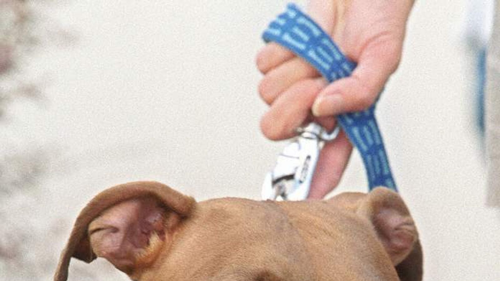 Tragic Pit Bull Attack: US Man & 3-Month-Old Granddaughter Killed by Seven Dogs