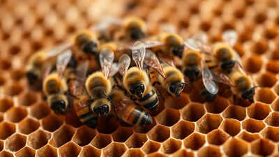 Bee Attack in Aurillac, France: 24 Injured, Hive Removed Due to Hornet Threat