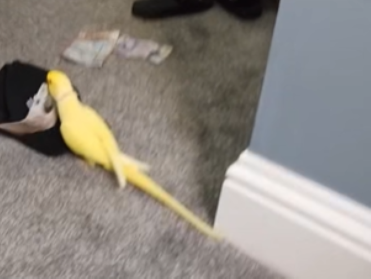 Talking Parrot Leads to Drug Bust in England: Police Investigation