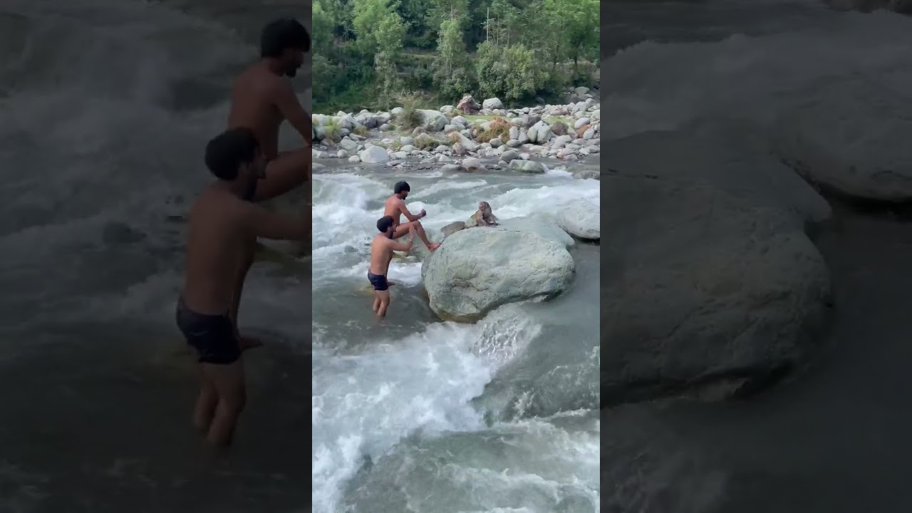 Viral Video: Men Rescue Stranded Wild Monkey from Rushing River