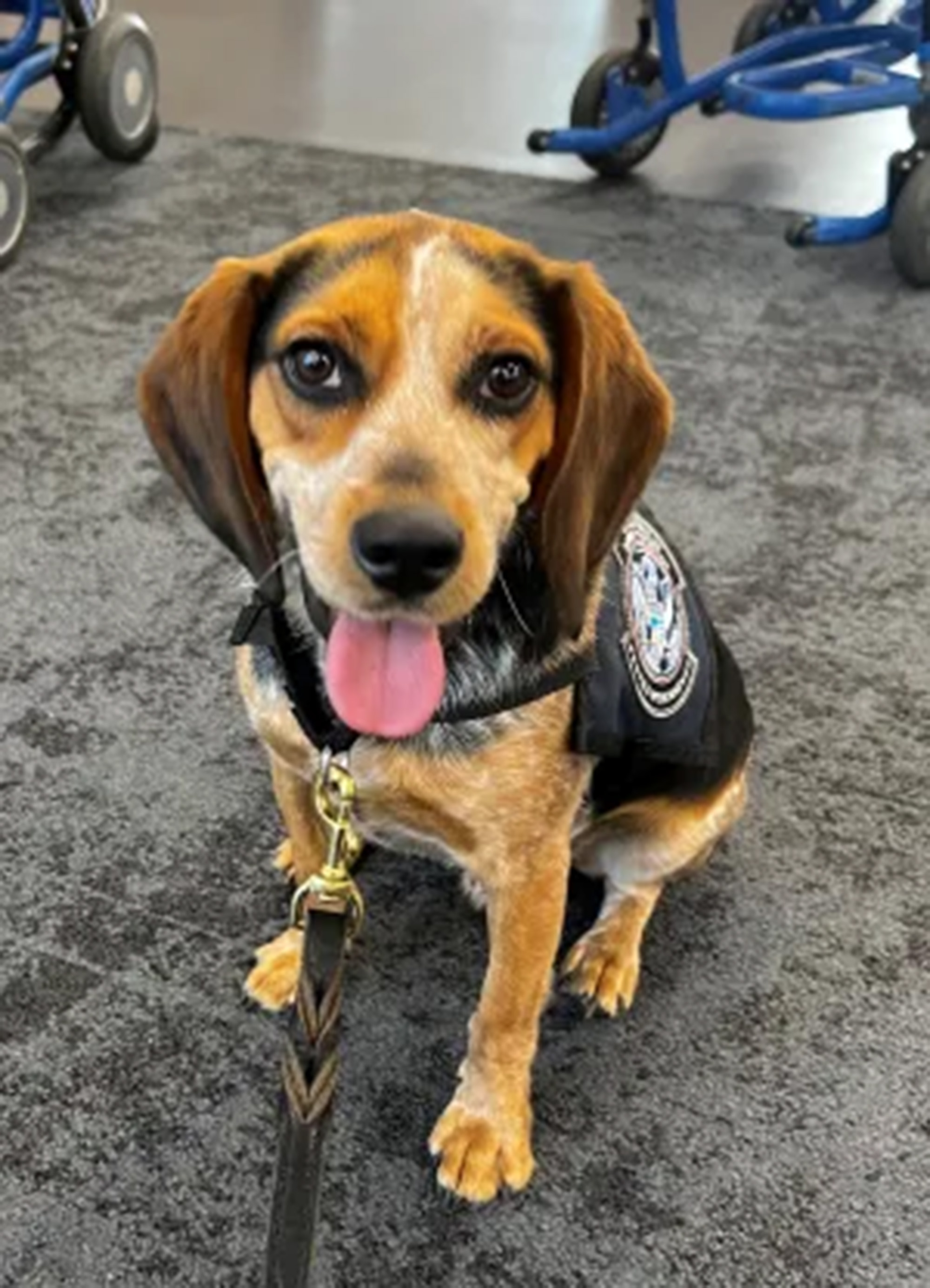 Update on Border Protection Beagle Incident: Public Reaction