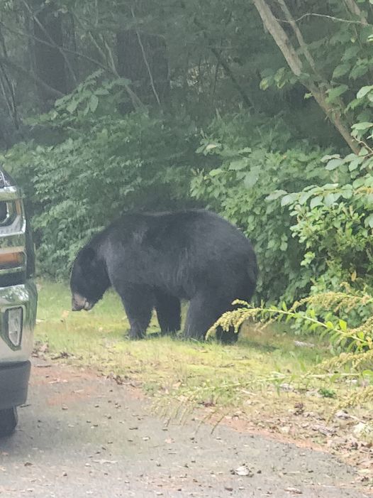 Large Black Bear Spotted Roaming Massachusetts Neighborhood