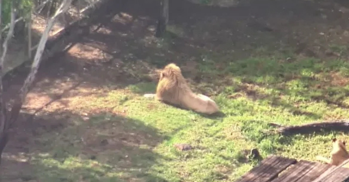 Woman Loses Arm in Lion Attack at Australian Zoo: Horrific Incident