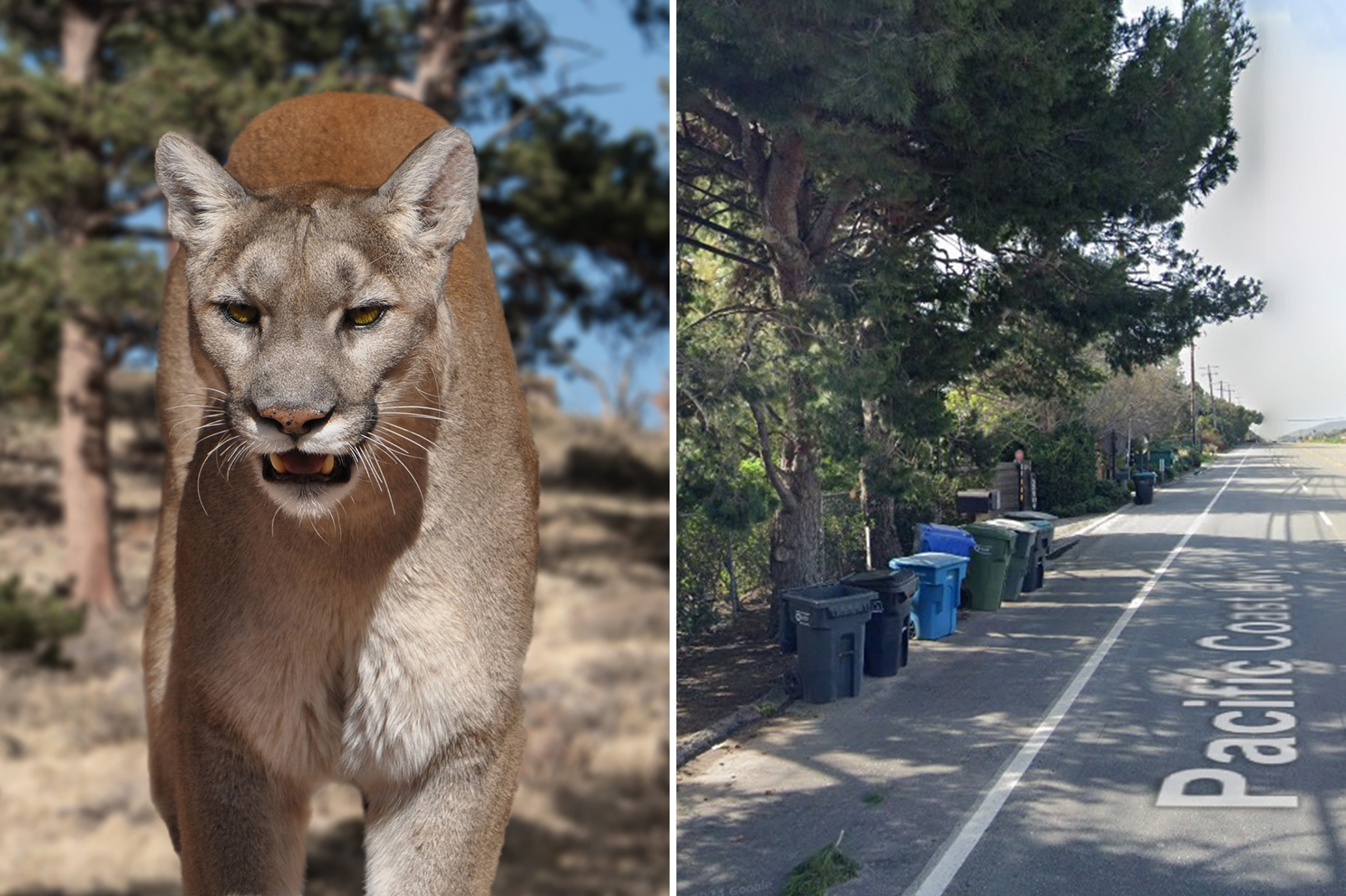 Mountain Lion Attacks 11-Year-Old Girl in Malibu, California Home