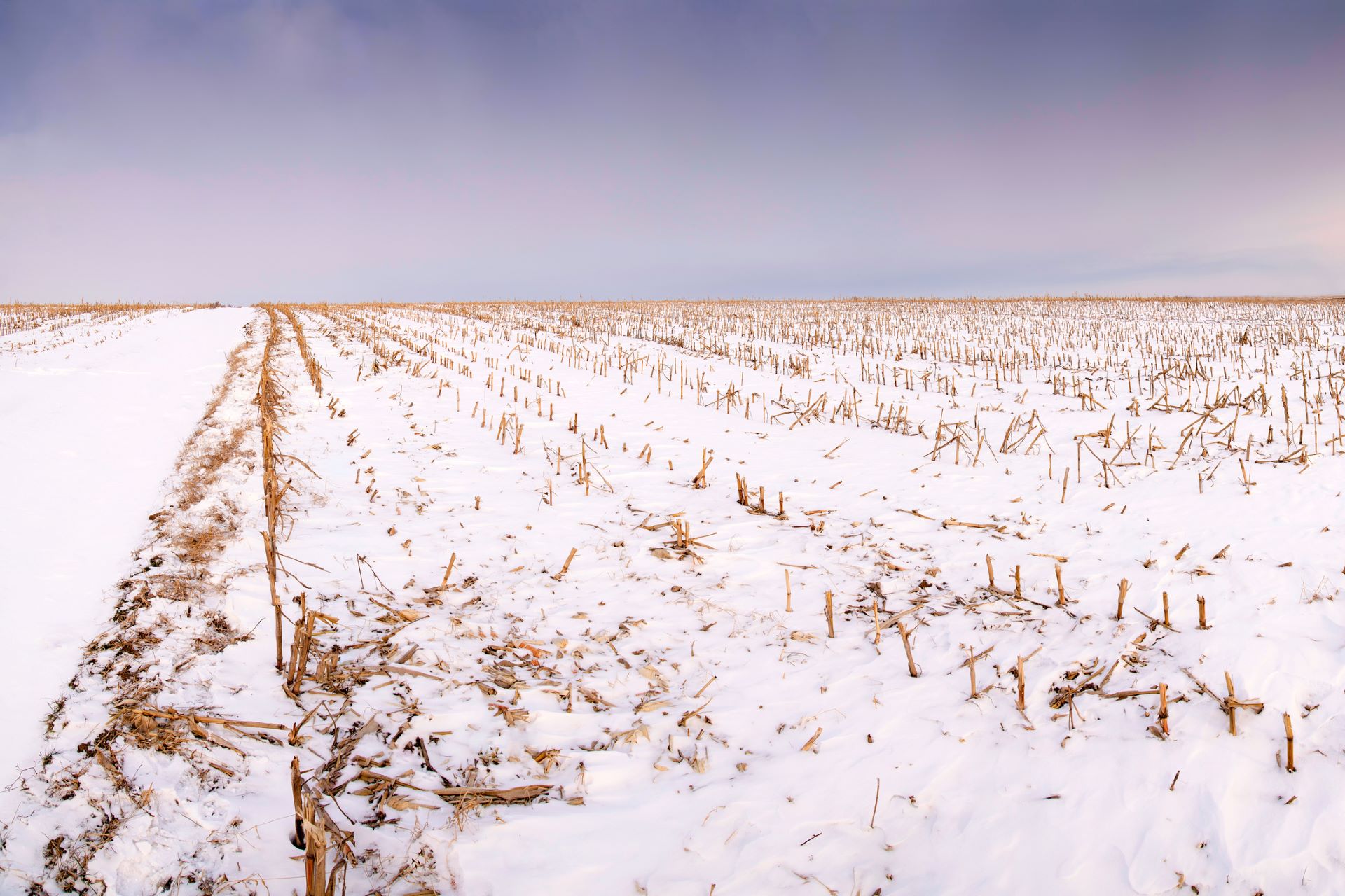 Unprecedented Snowstorm Devastates Farmers' Crops, Threatening Food Supply