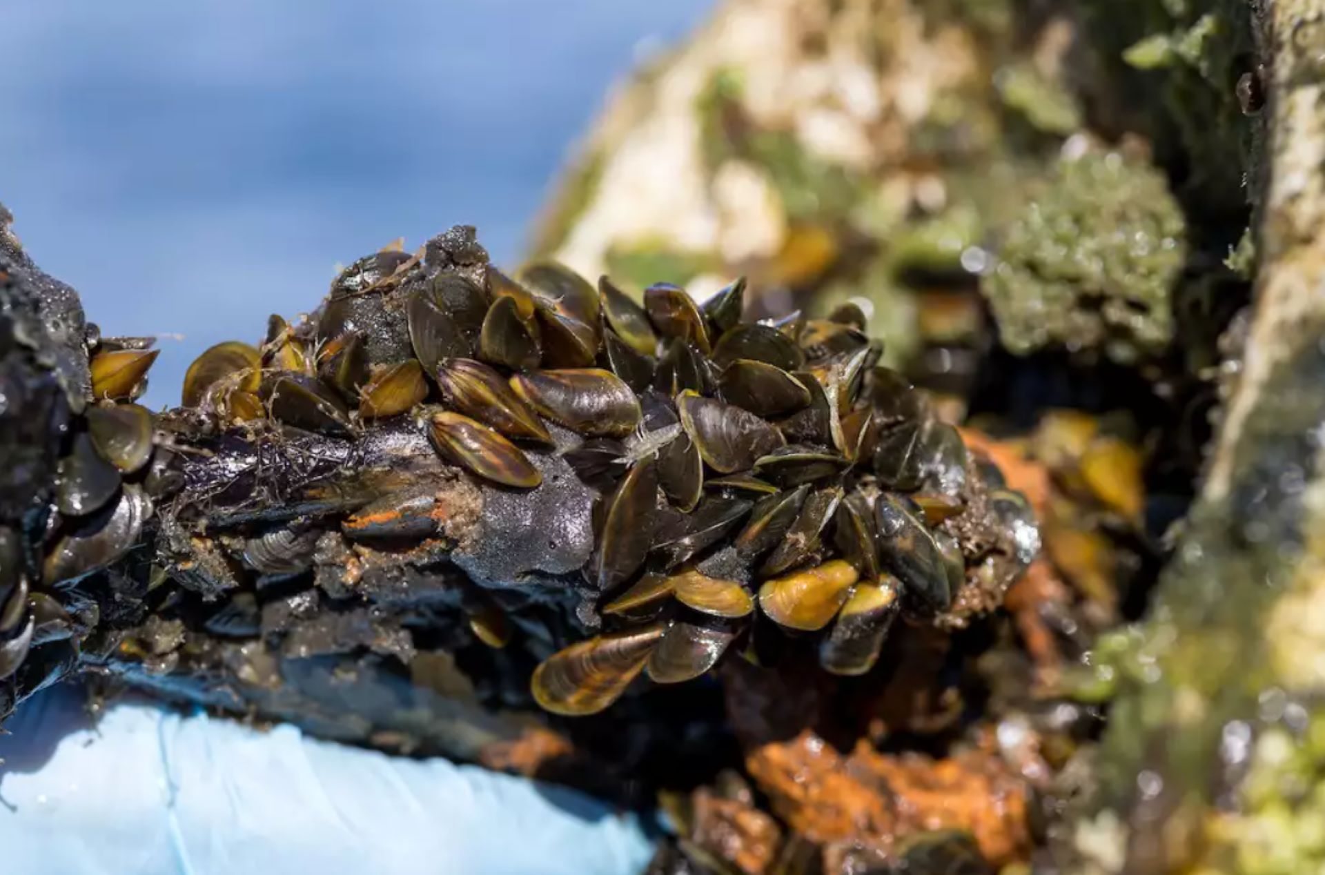 Invasive Species Discovered in North America: 'Urgent' Threat Declared