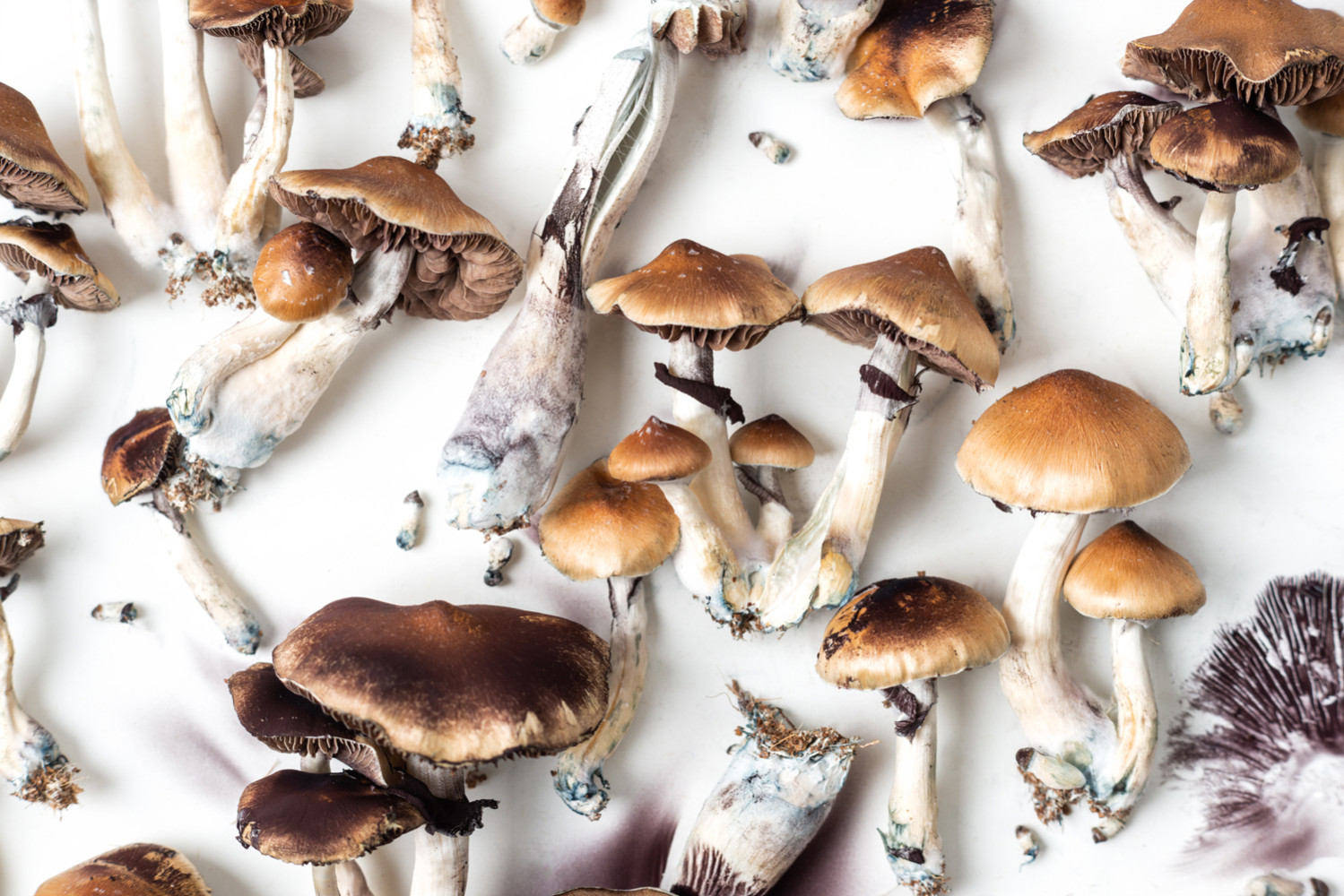 New Zealand Approves 'Magic Mushrooms' for Medicinal Use