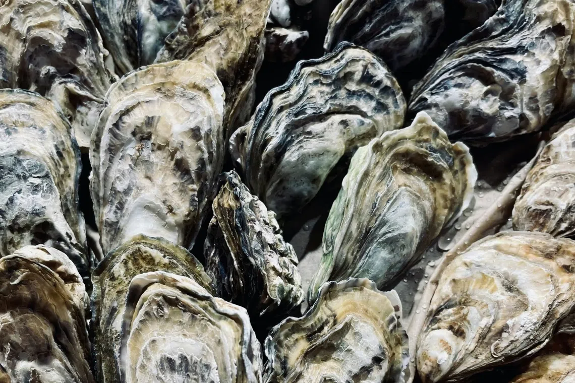 Japan's Hiroshima Faces Massive Oyster Die-Off: Government Probes Cause & Supports Farmers Amid Environmental Concerns
