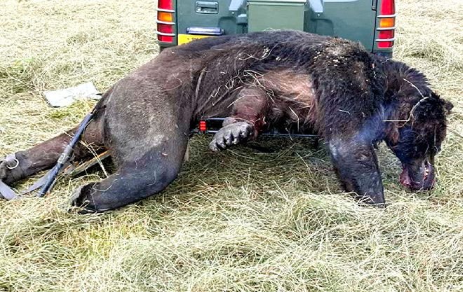 Japan Intensifies Bear Hunt After Deadly Attacks: Protecting Residents from Wildlife Encounters