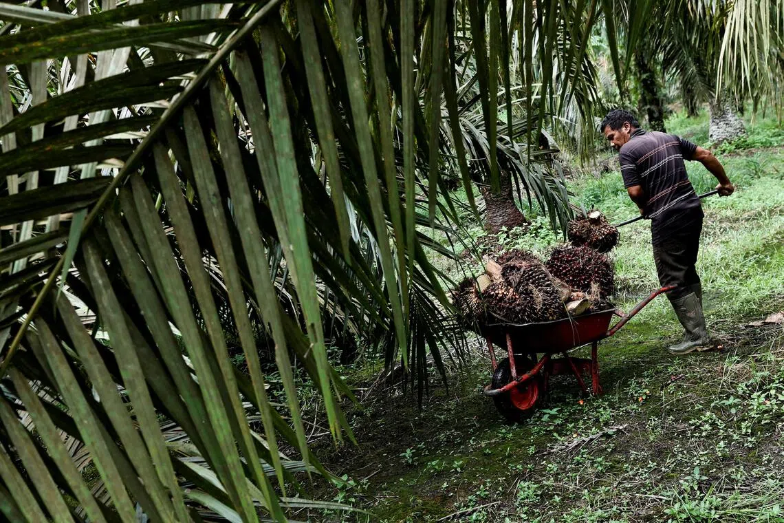 Riau Protests: Thousands Decry Indonesian Government Takeover of Palm Oil Plantations Amid Global Supply Fears