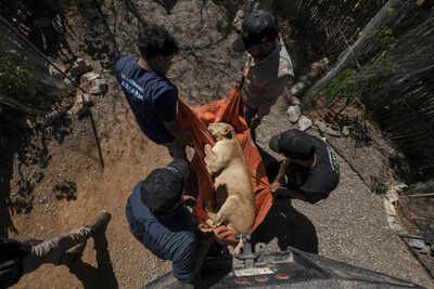 Mexico: Cartel Violence Forces Tigers, Jaguars, Elephants to Flee Sinaloa