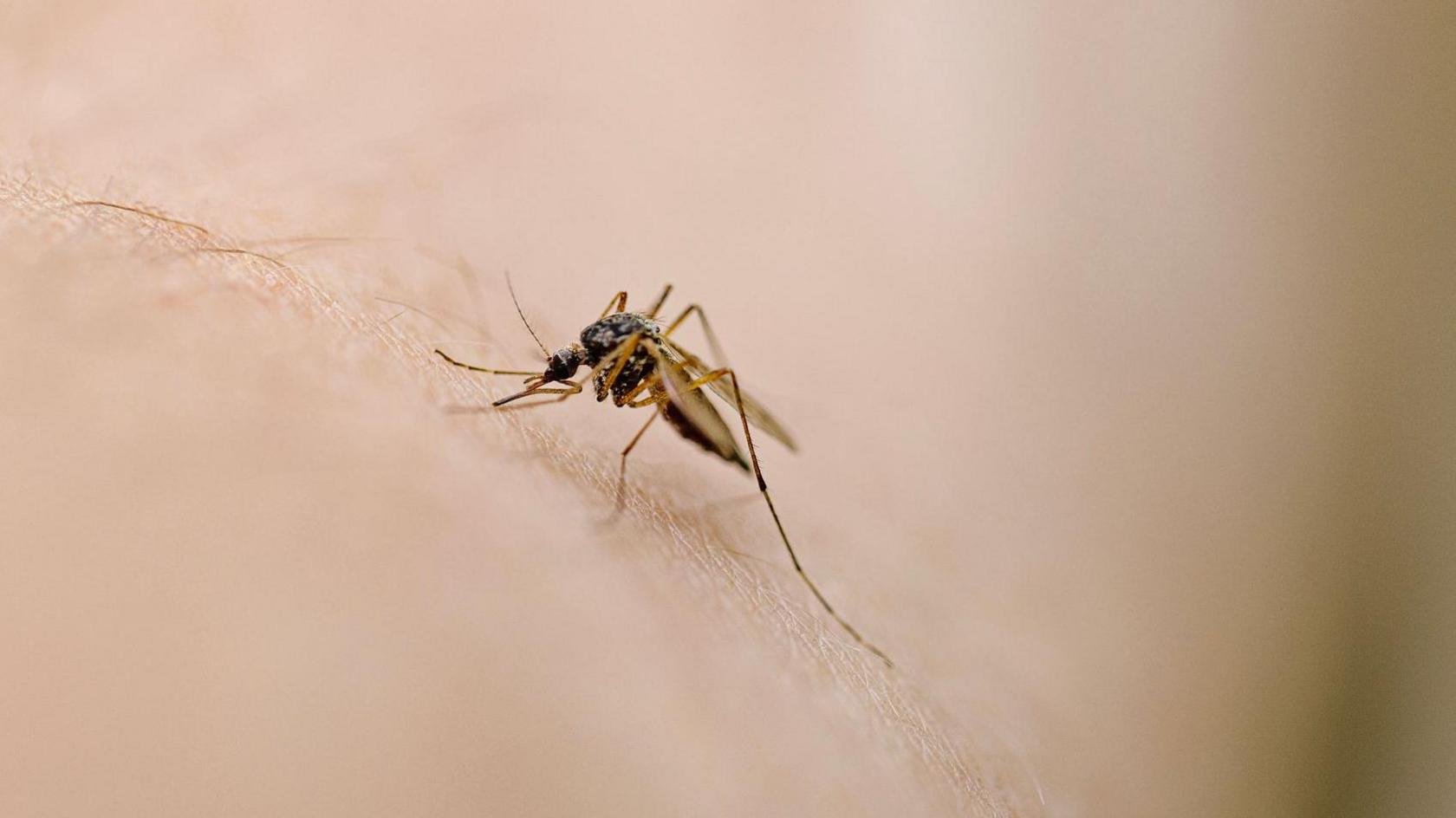 West Nile Virus Detected in UK Mosquitoes: First Time Discovery