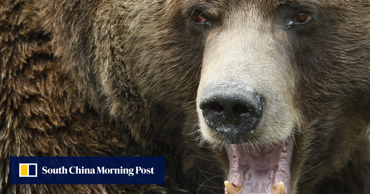 Grizzly Bear Attacks Students & Teachers in Canadian Wilderness: 11 Injured in British Columbia Trail Incident