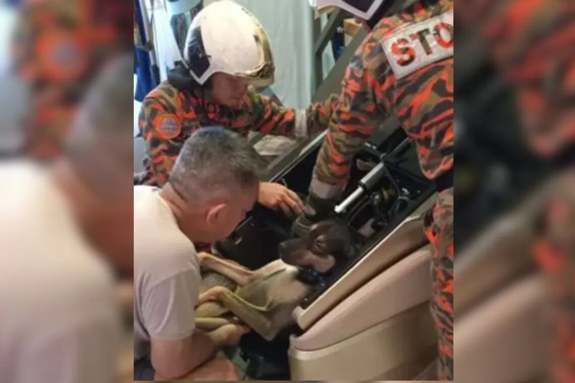 Melaka Firefighters Skillfully Rescue Dog Trapped in Massage Chair at Taman Malim Jaya Home | Animal Welfare News